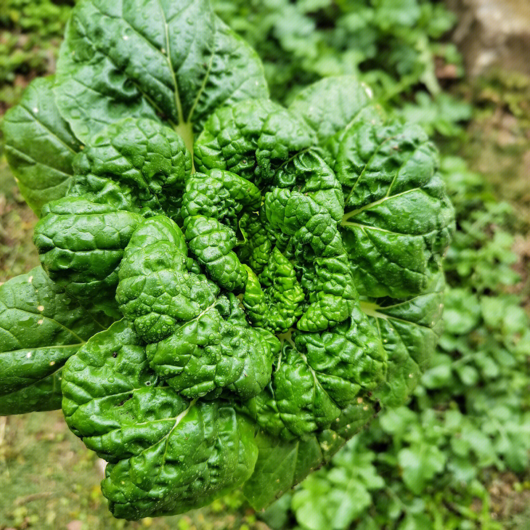 乌塌菜还是奶白菜