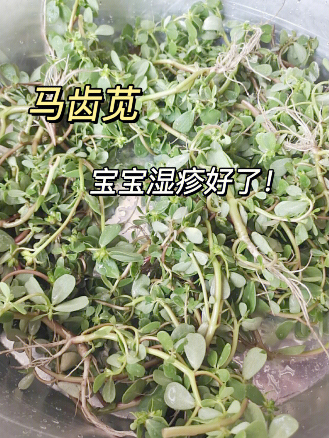 马齿笕去湿疹的方法图片