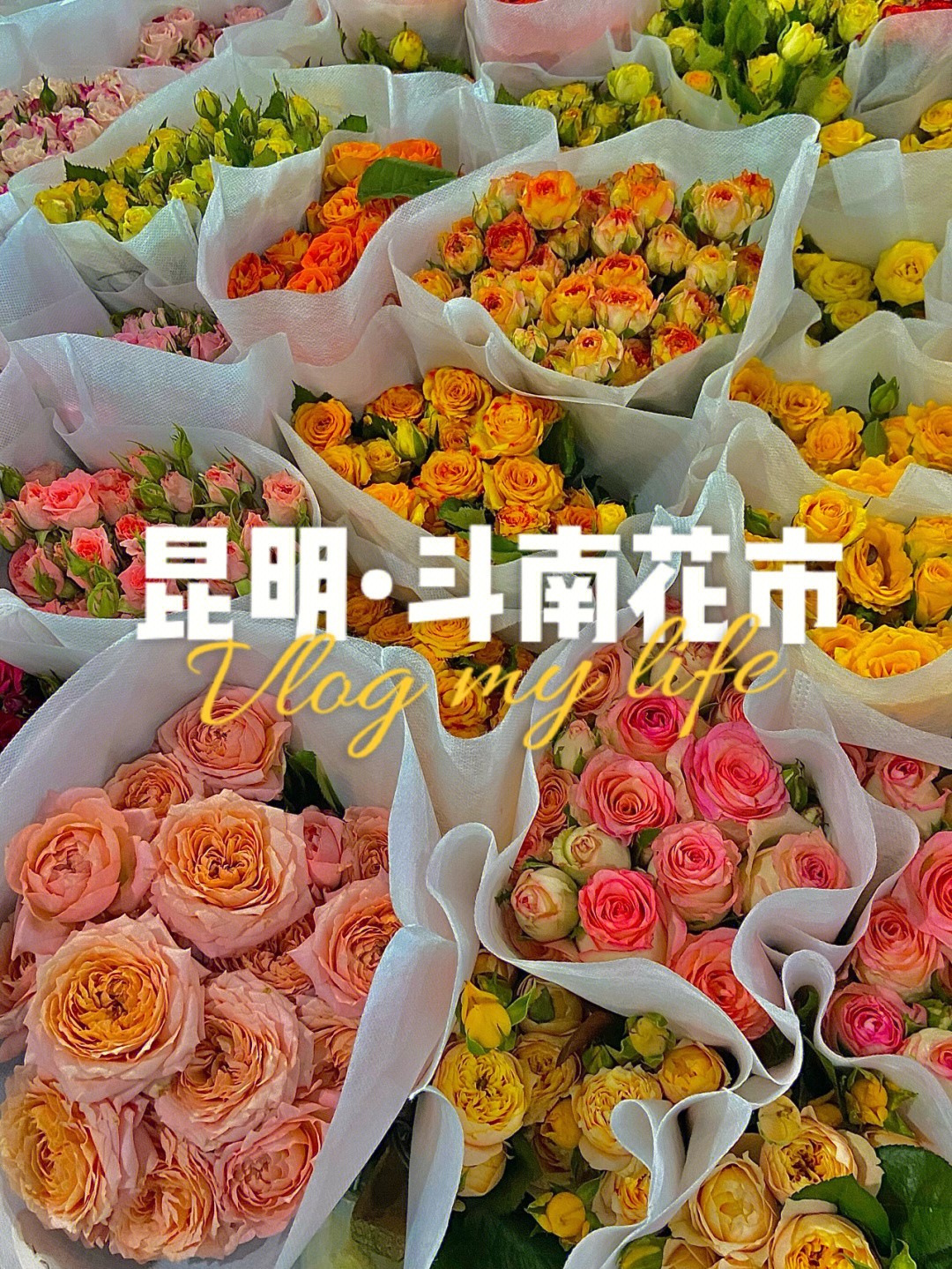 斗南花卉市场地图图片