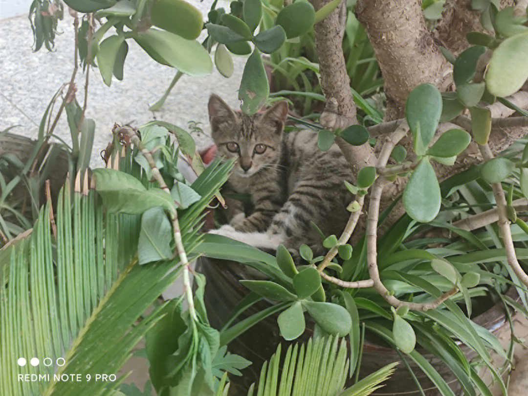 猫枝折花落图片