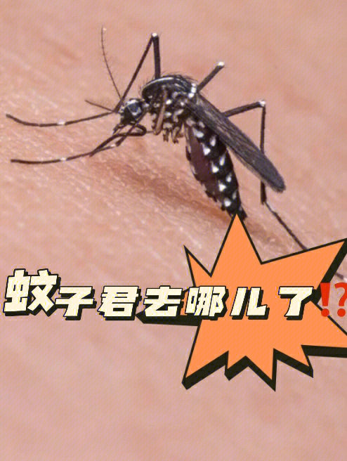 今年夏天蚊子都集体出逃了吗71