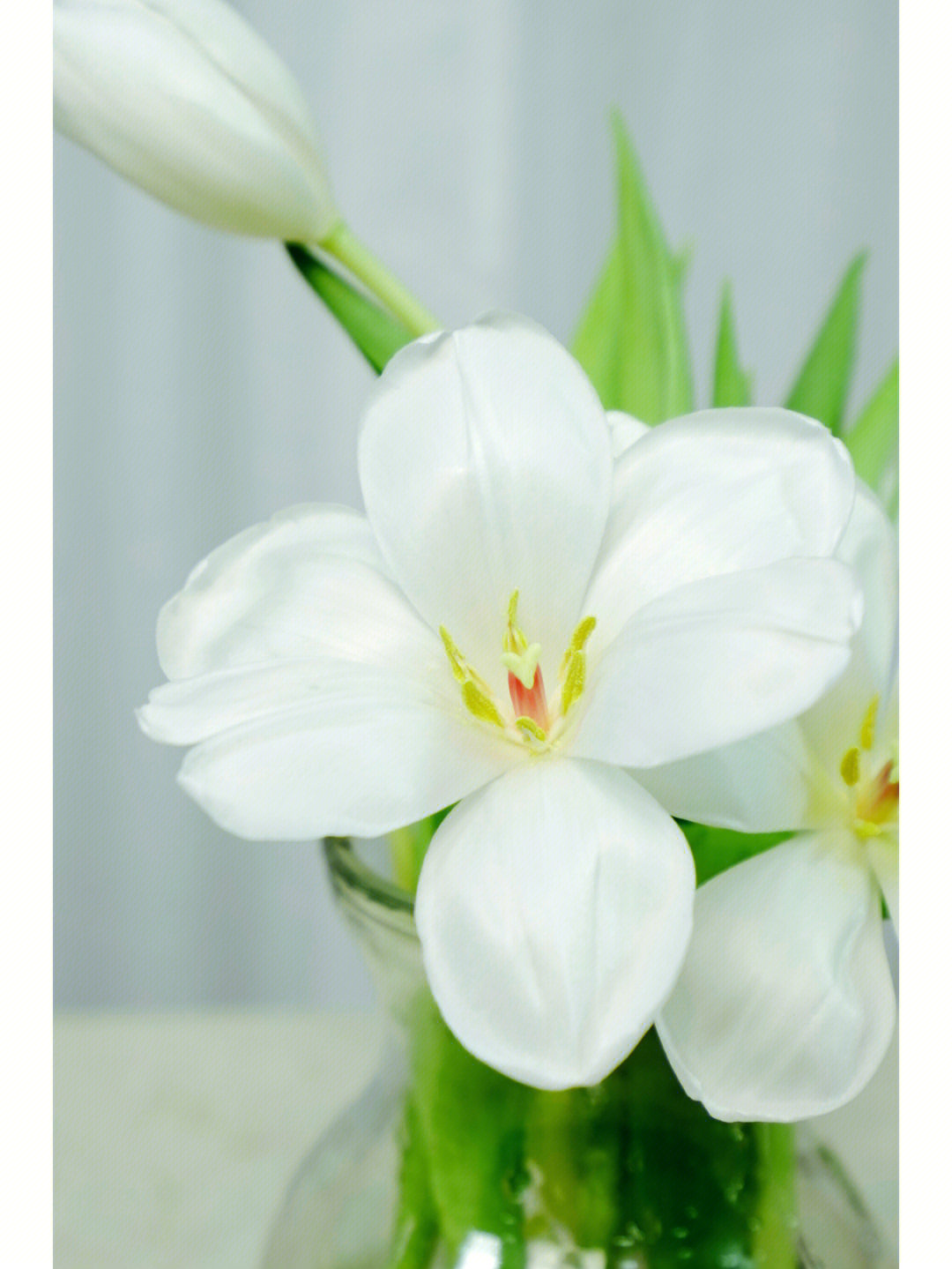 白色千日红花语图片