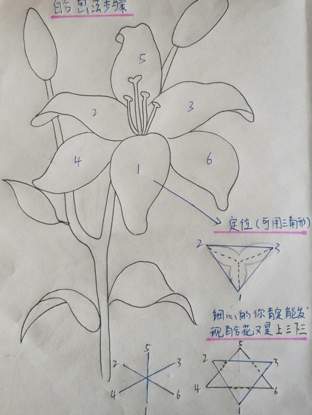百合花花卉步骤分析图零基础易学
