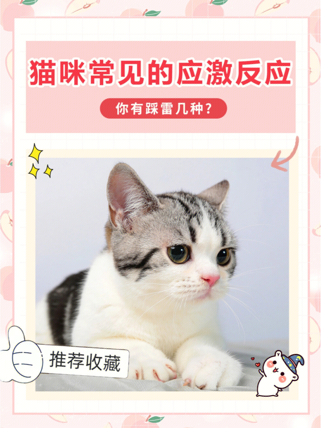 猫咪看了有反应的图片图片