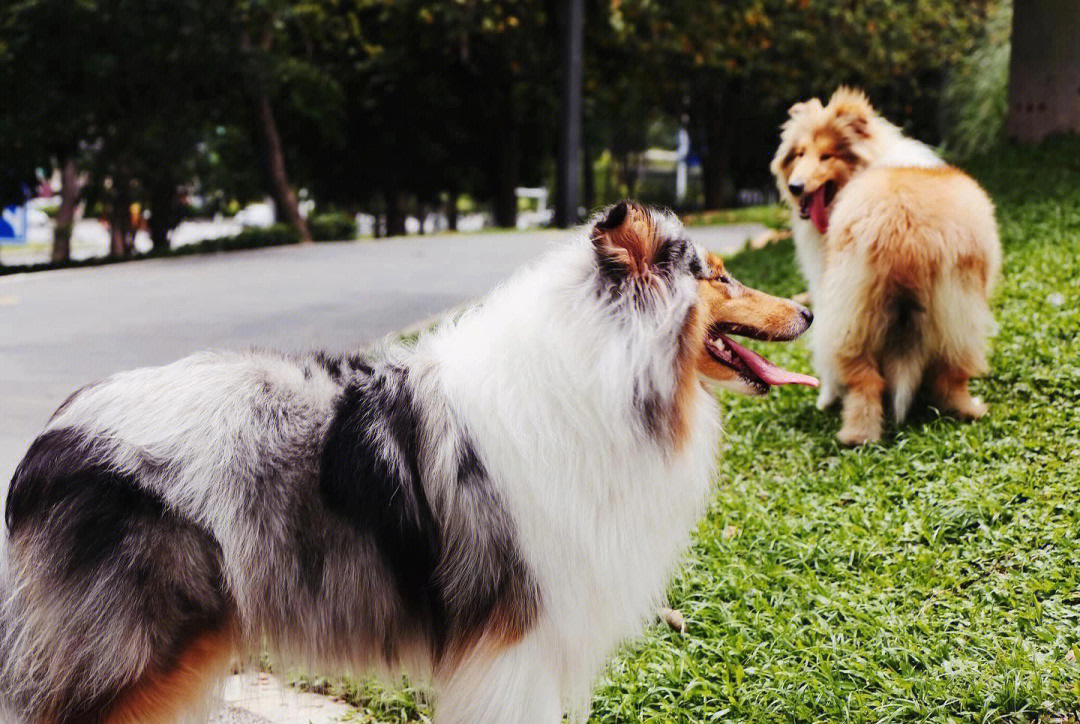 英系苏格兰牧羊犬图片