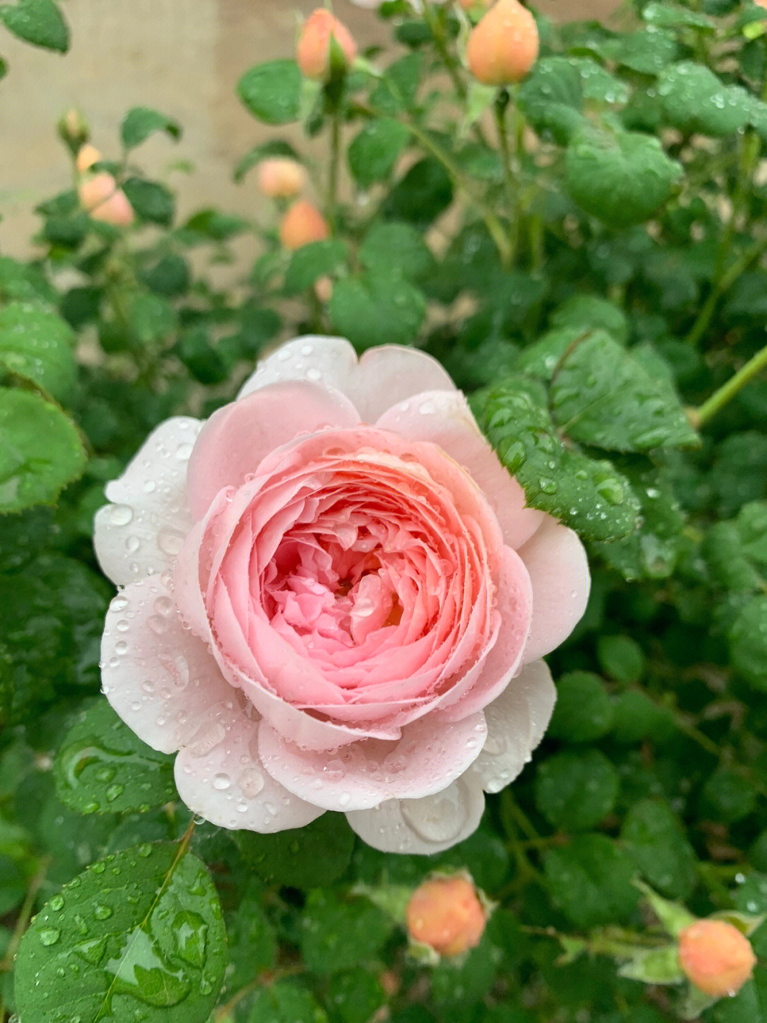 月季  女王,亚伯拉罕第一波花开赶上了雨天