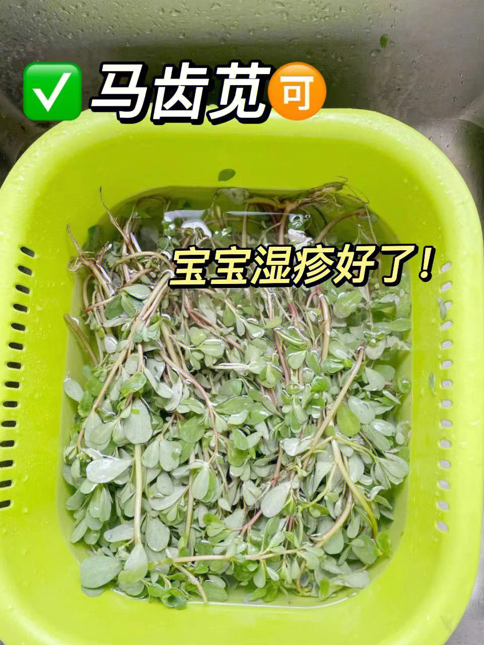 马齿笕去湿疹的方法图片