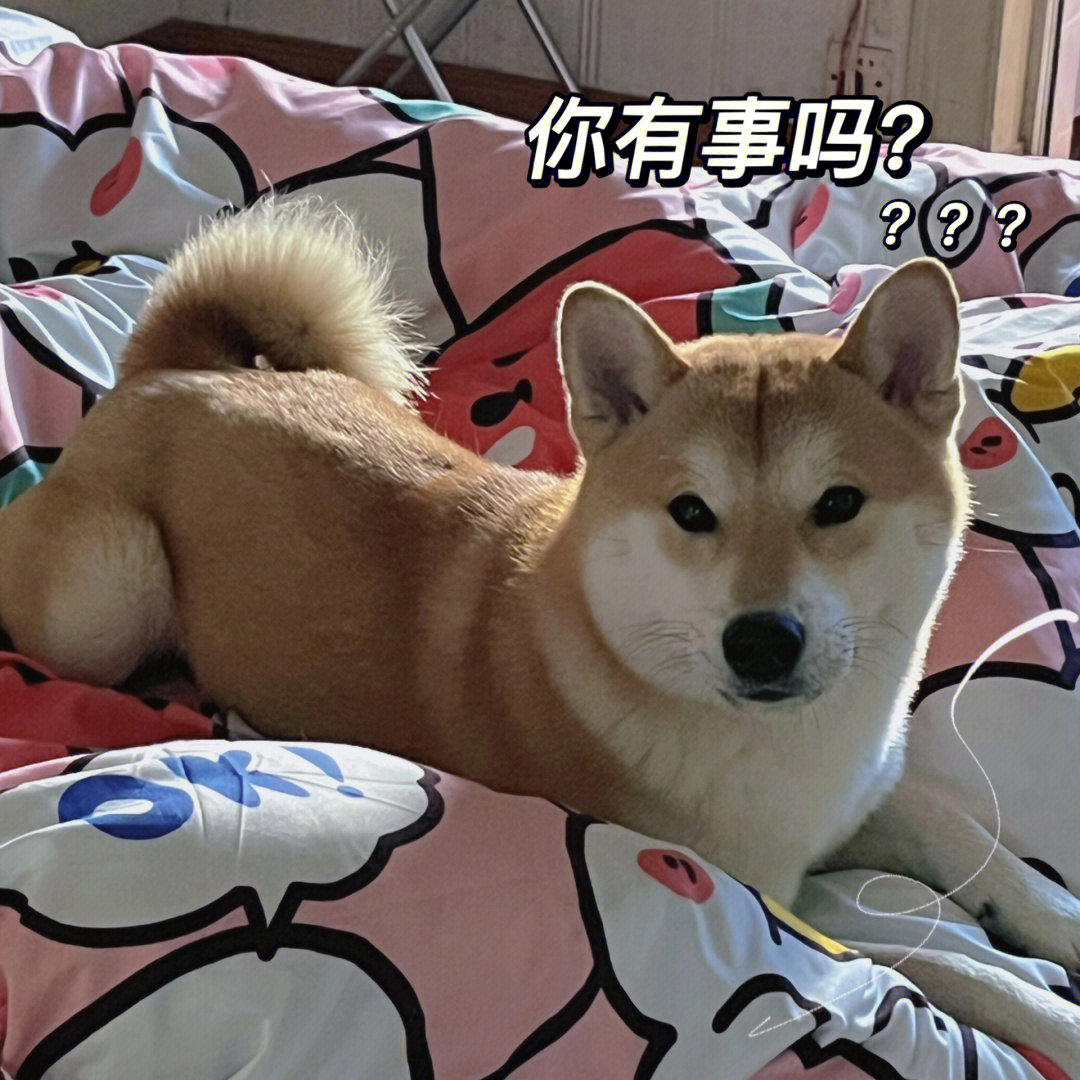 柴犬表情包