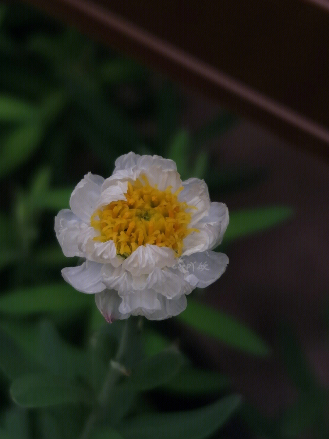 花簪鳞托菊图片