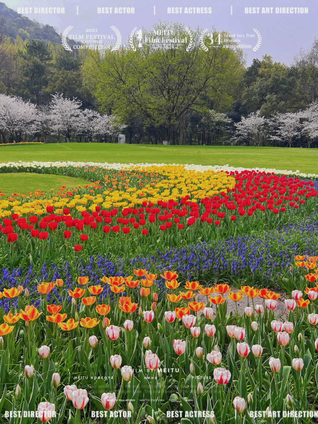 太子湾郁金香花海