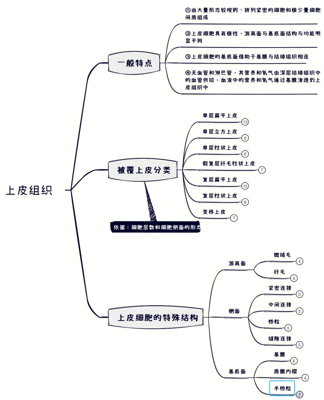 绘制上皮组织思维导图图片