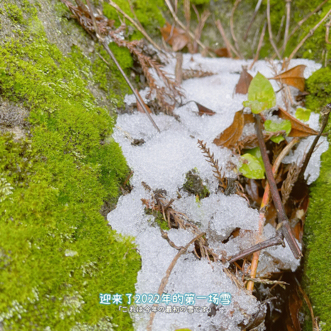 鼓岭下雪了图片