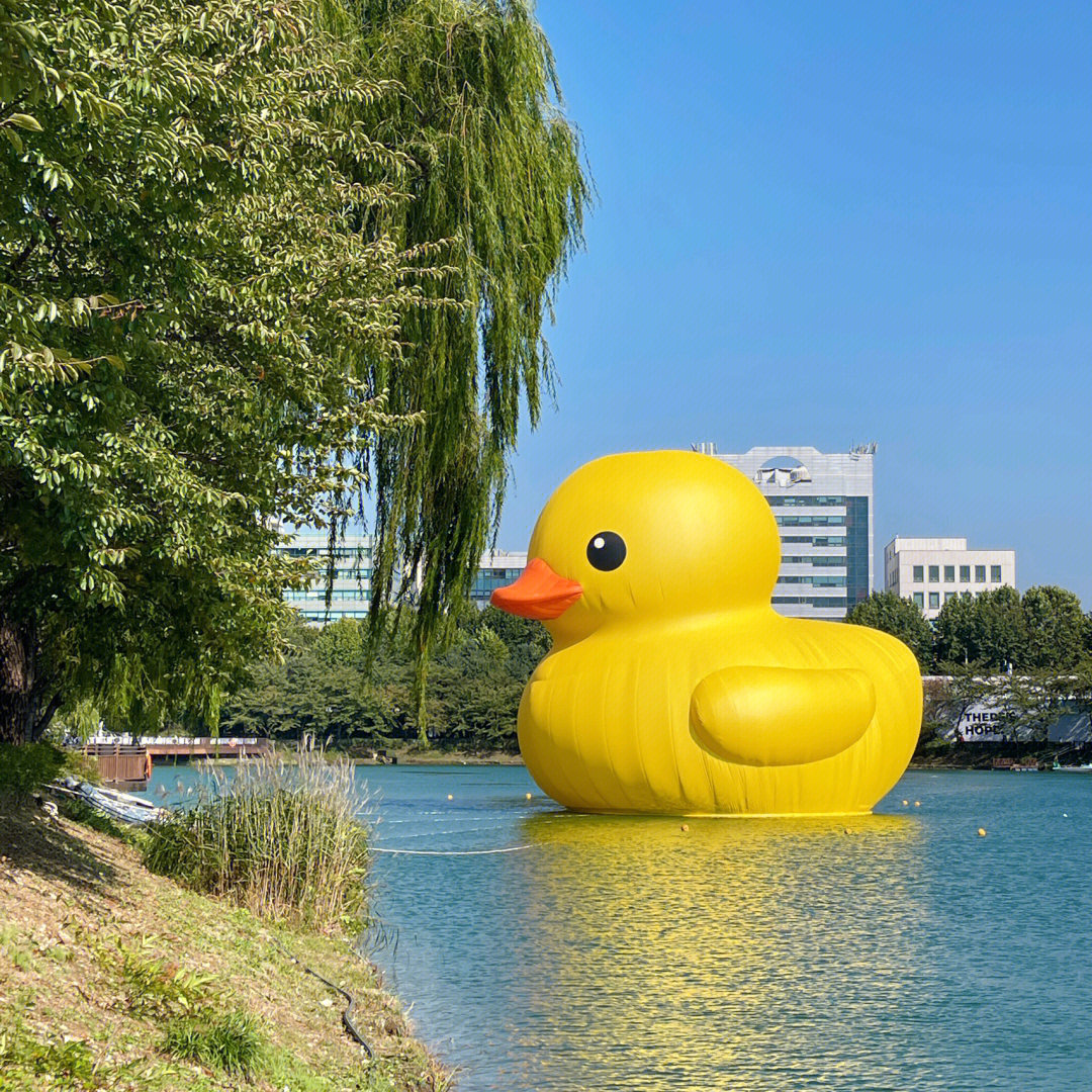 首尔rubberduck大黄鸭来啦