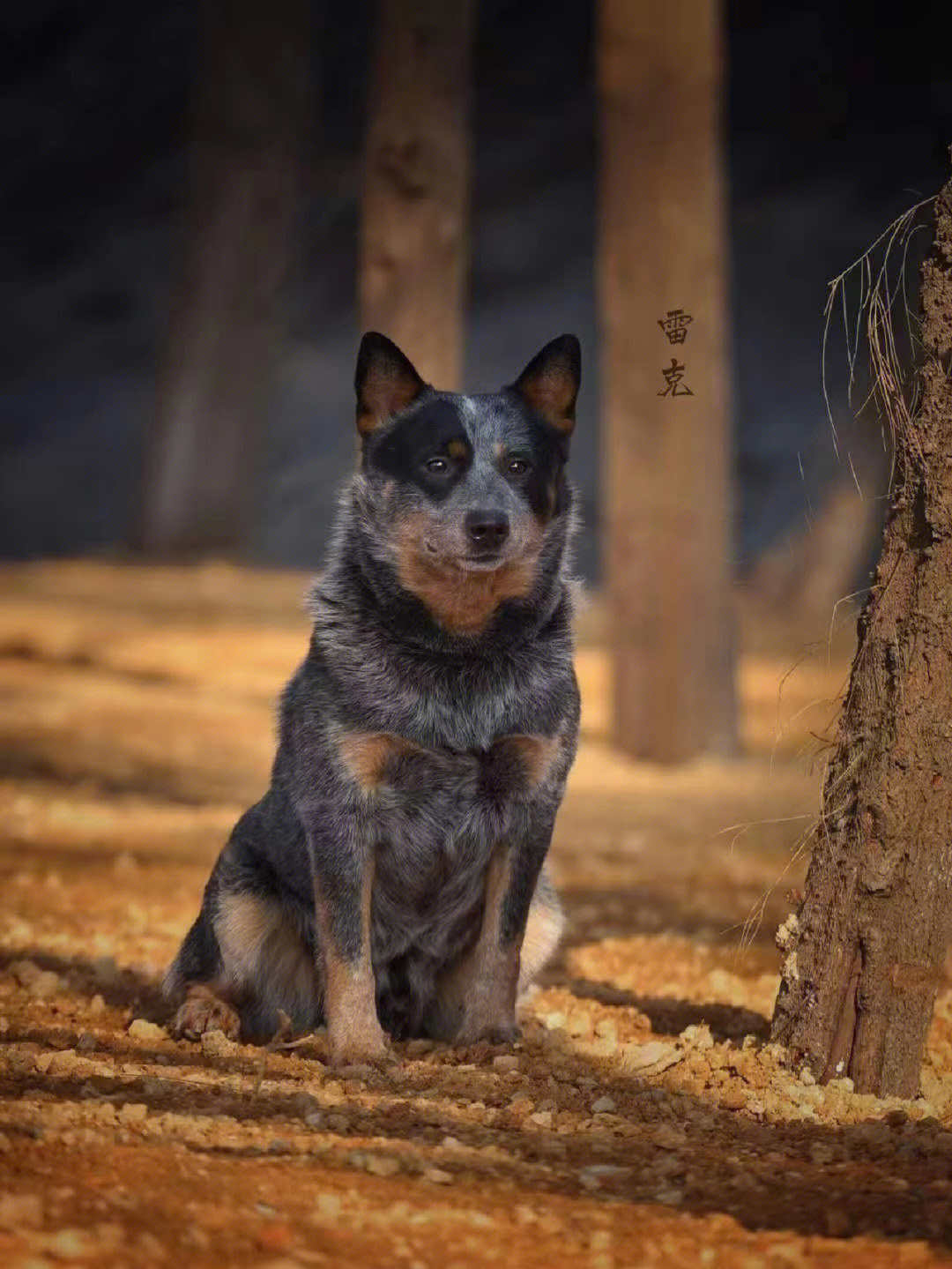 帅气的澳洲牧牛犬