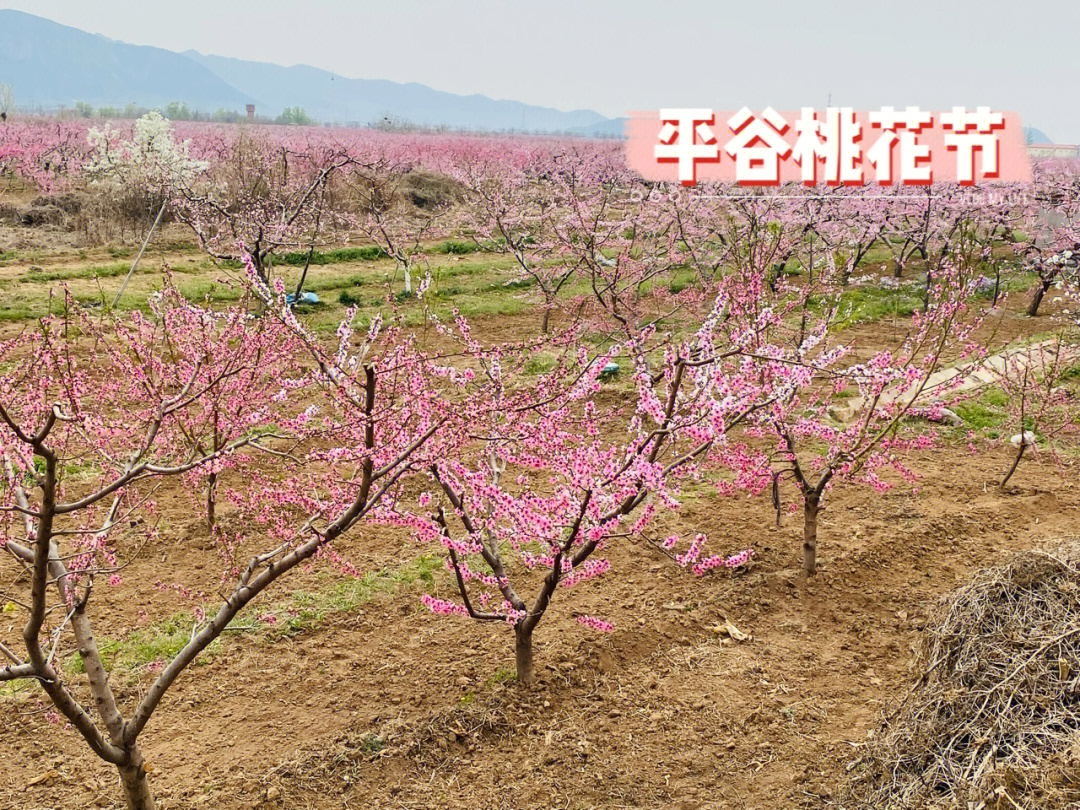 2022赏花记平谷桃花节