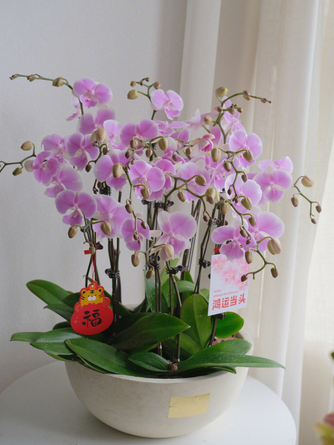 合肥花店#色素花店#鲜花分享#年宵花蝴蝶兰花礼