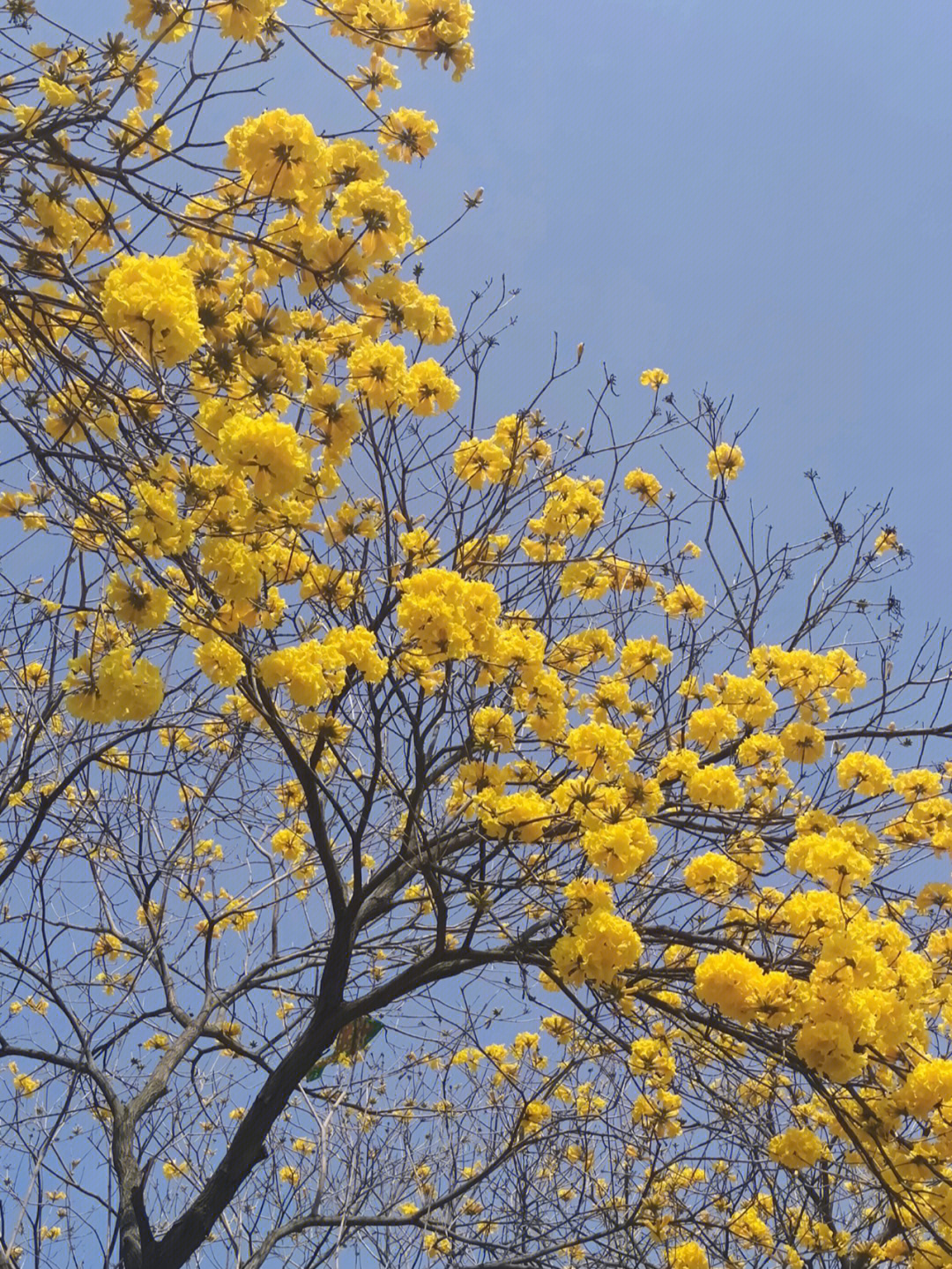 黄花风铃木古诗图片