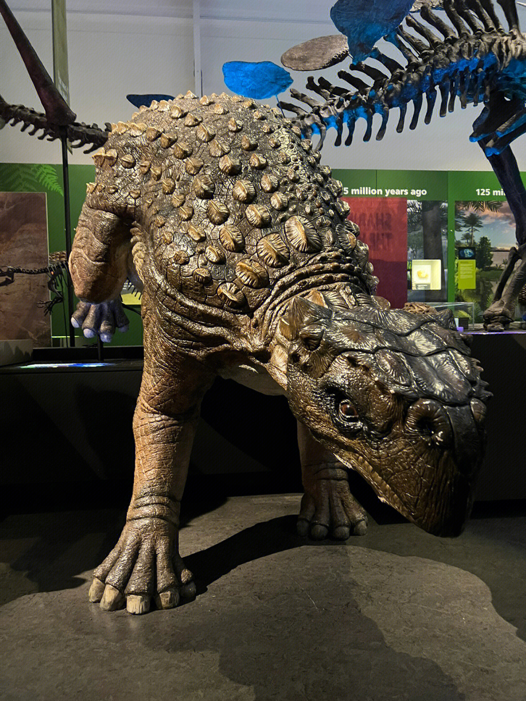 合肥博物馆恐龙图片