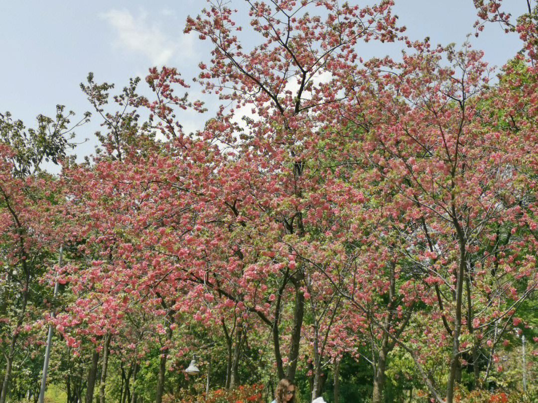 银海樱花公园图片