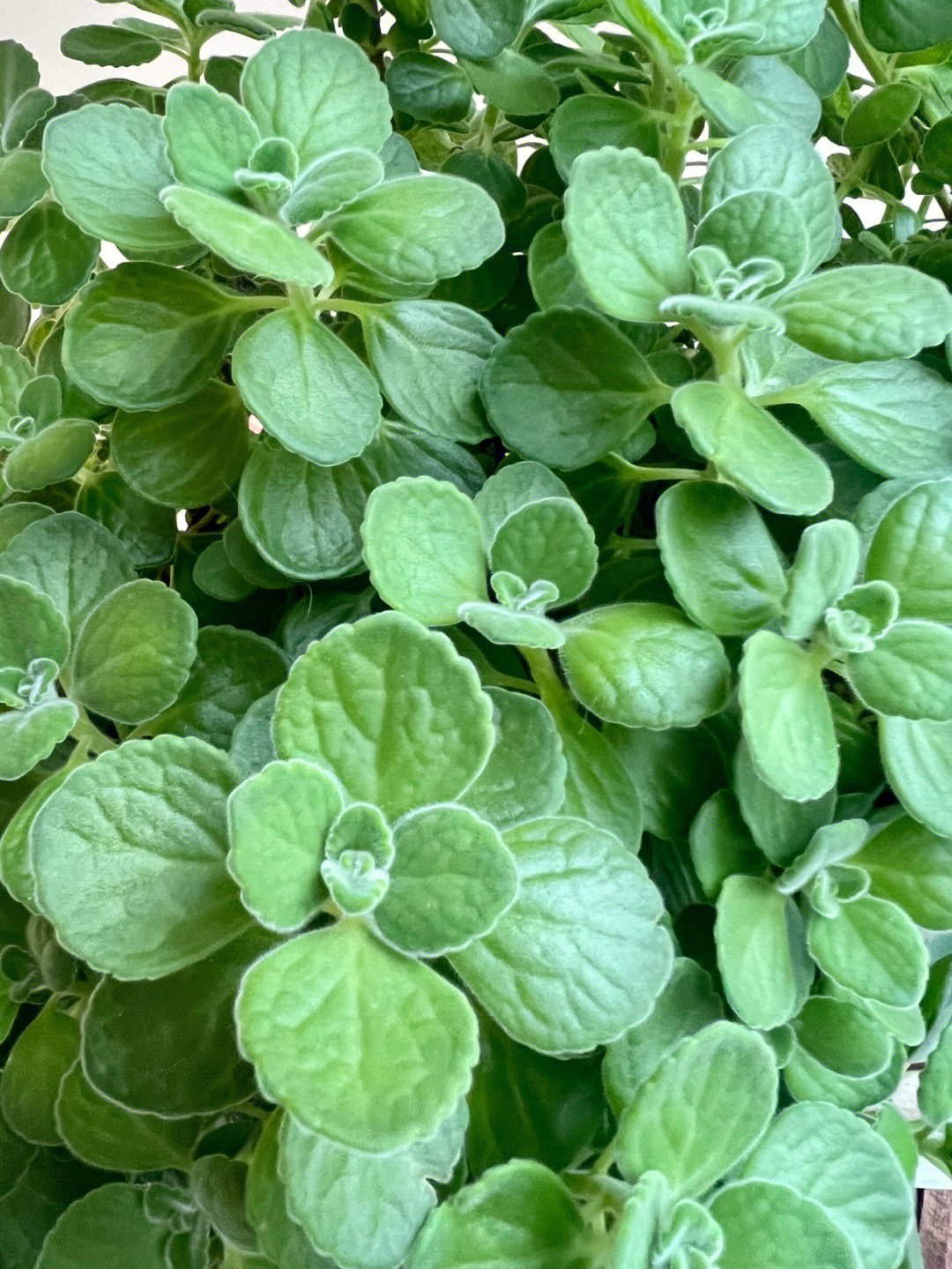 碰碰香真实图片