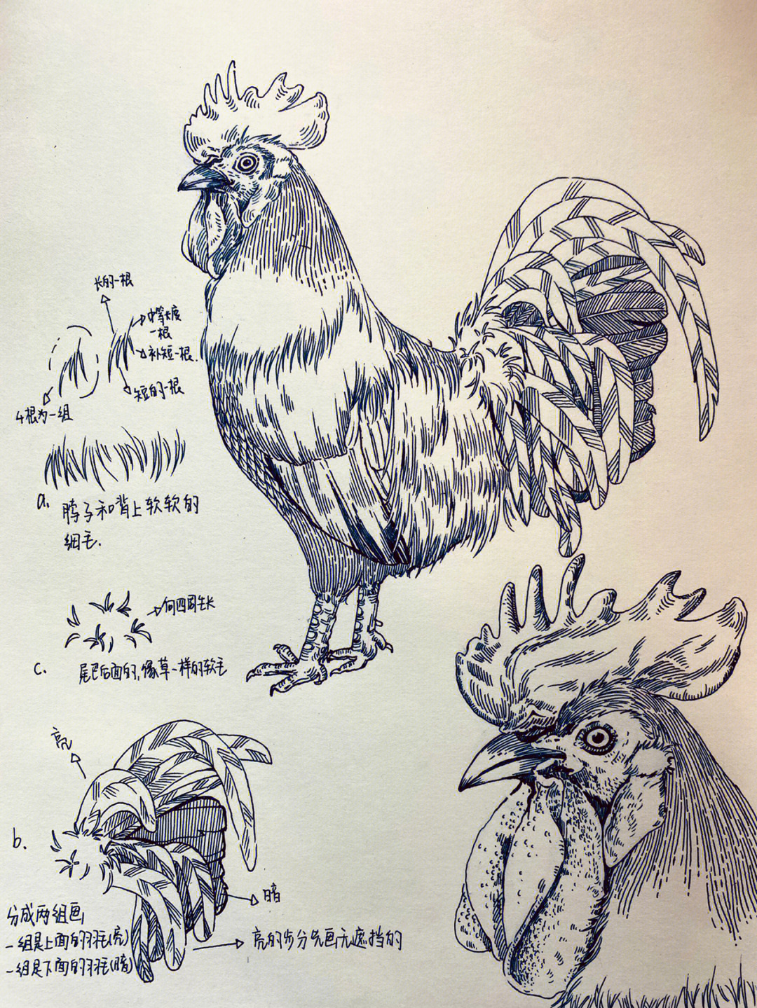 大公鸡的画法素描图片