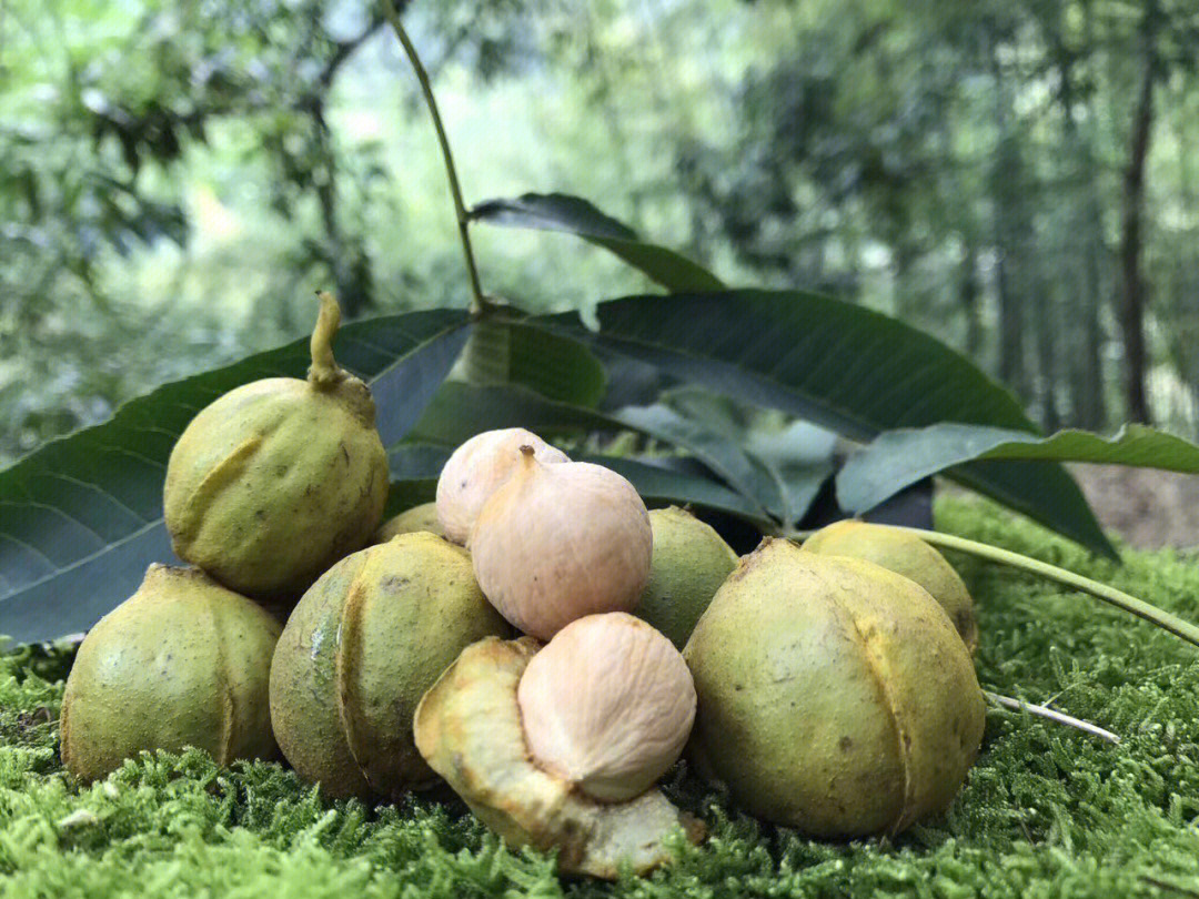 大临安的山核桃