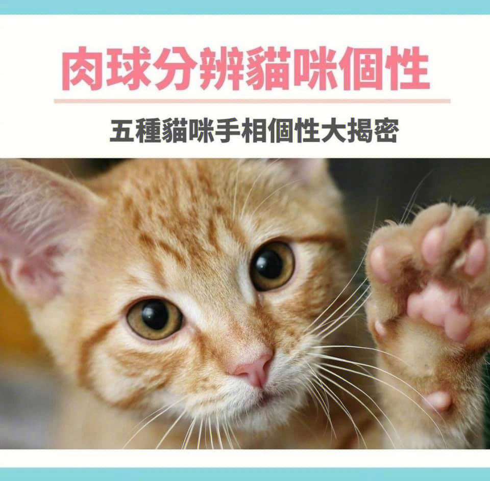 猫怎么分公母图解大猫图片