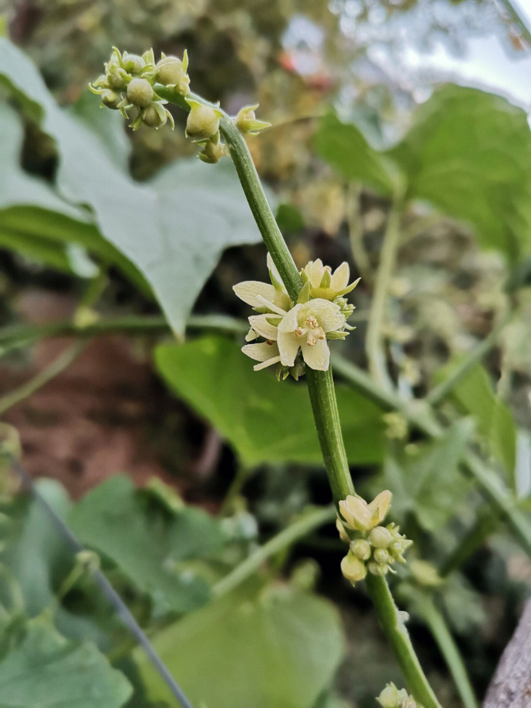 佛手开花结果过程图片