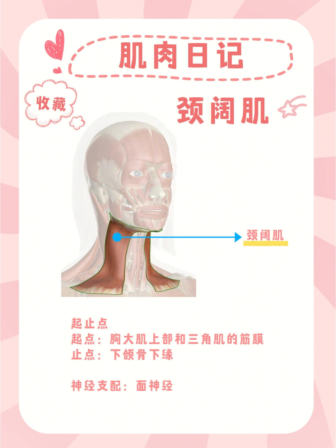 颈阔肌起止点起点:胸大肌上部和三角肌的筋膜止点:下颌骨下缘神经支配