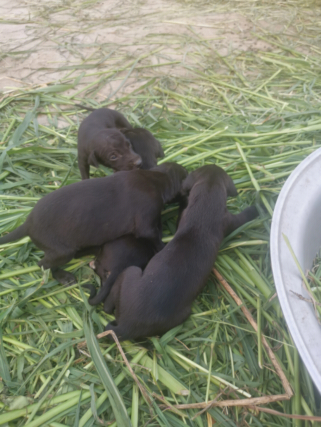 灵缇幼犬图片1个月图片