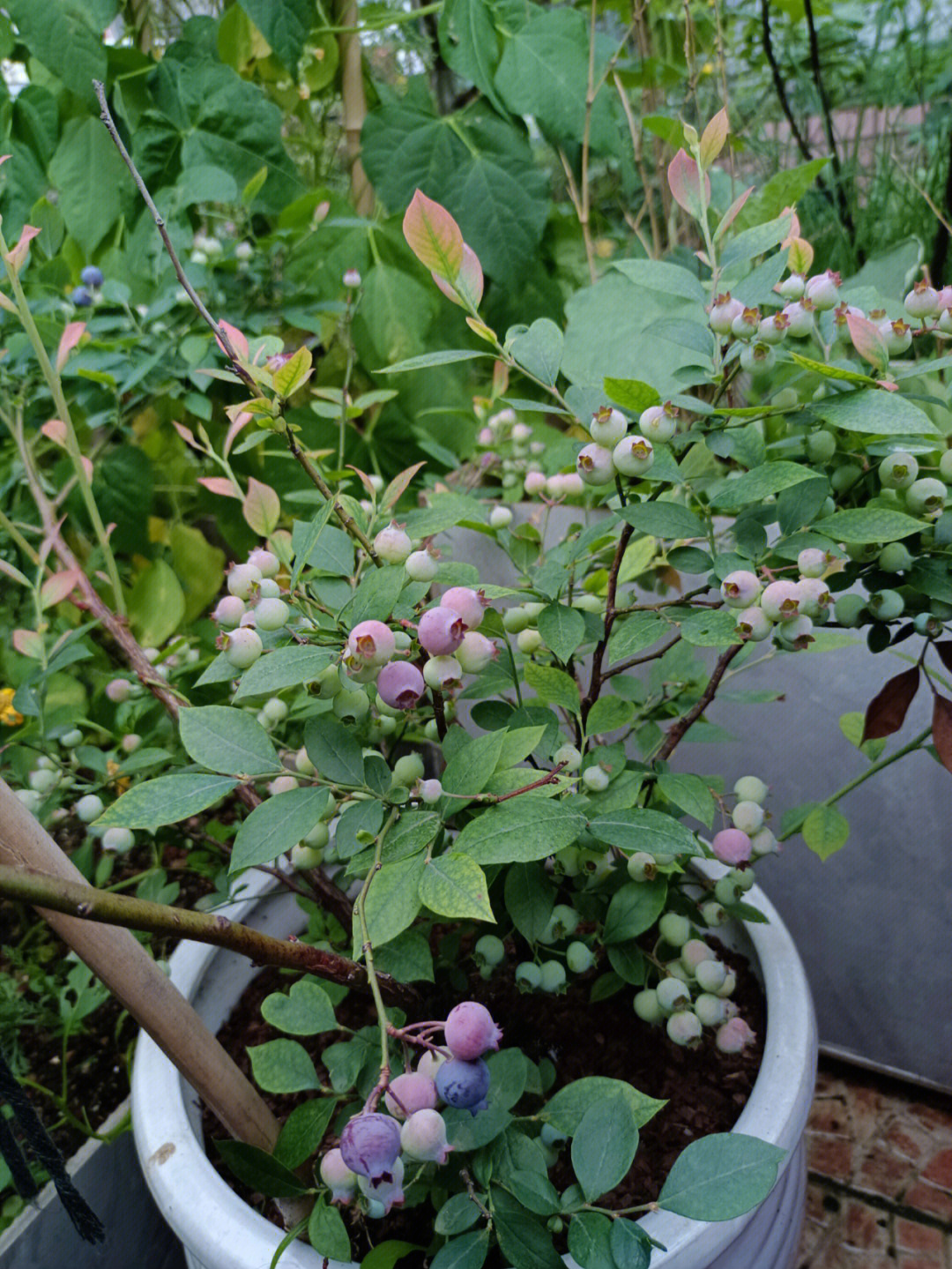 种了十来株蓝莓今年开始结果