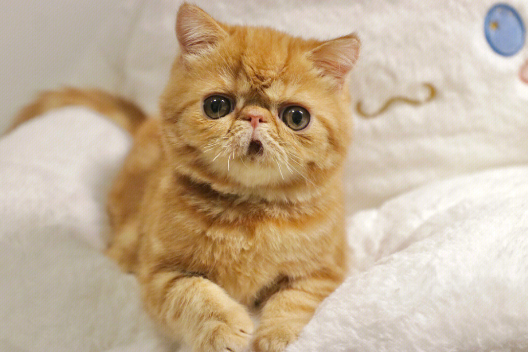 虎斑纹加菲猫图片