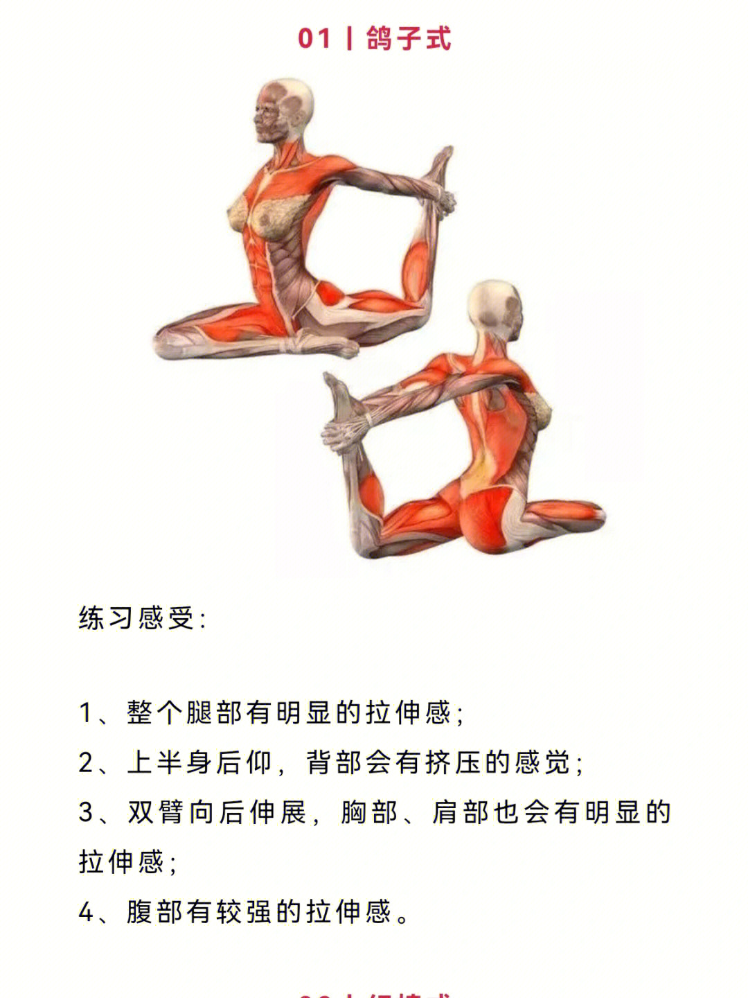 经典瑜伽体式高清解剖图收藏级