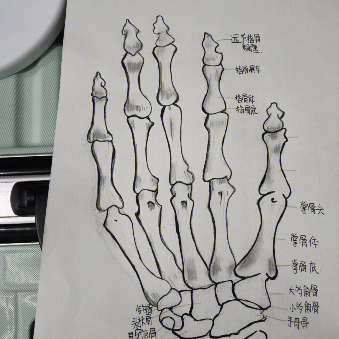 解剖绘画手骨