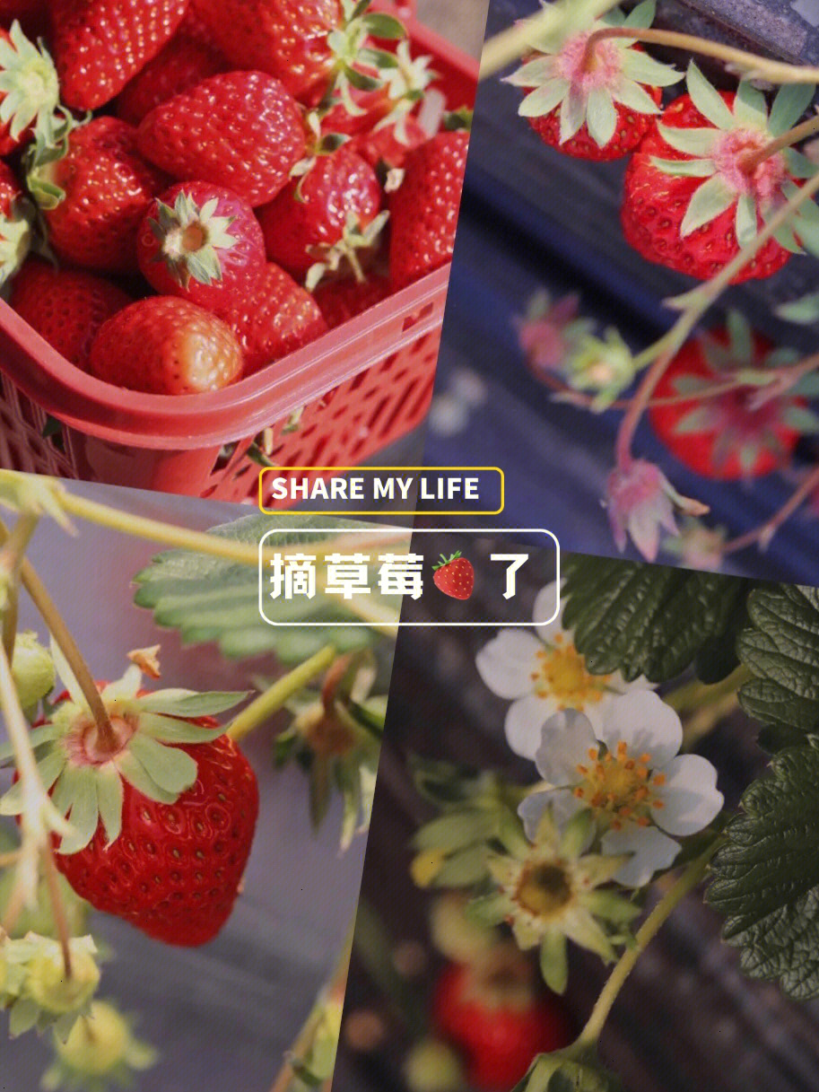 朵朵妈:朵朵,你那么喜欢吃草莓91,觉的草莓91像什么?