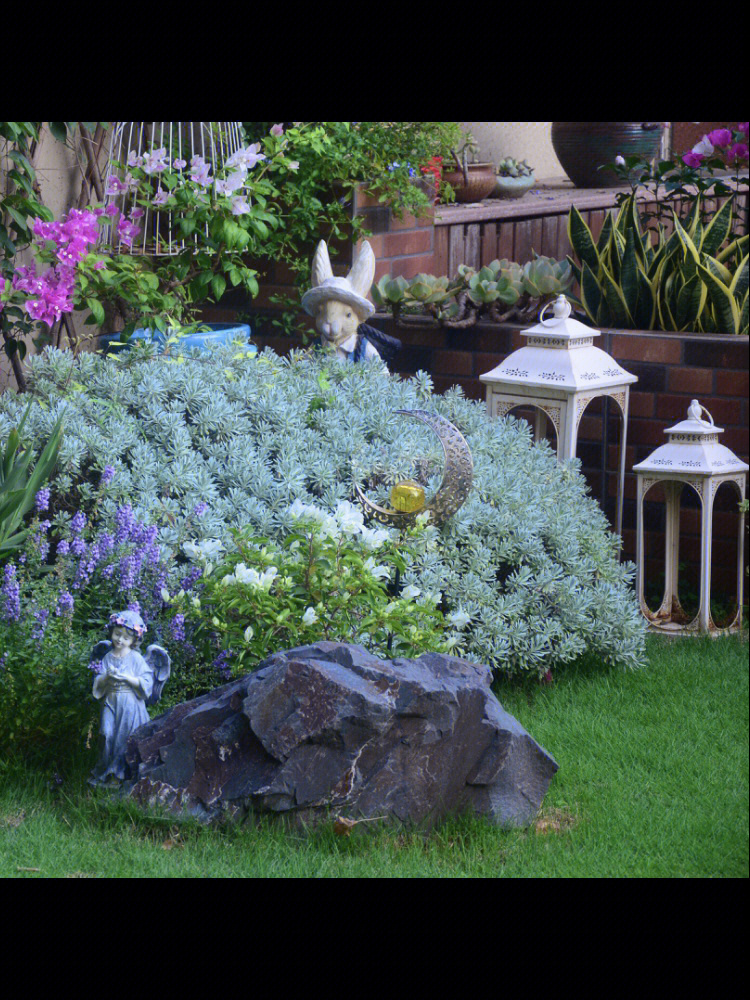 花园植物