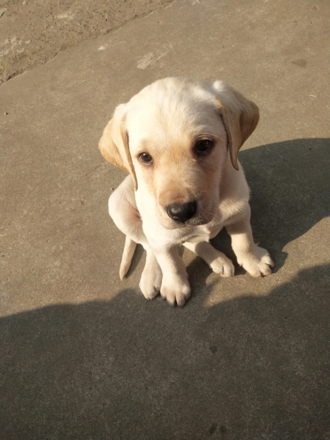 拉布拉多幼犬