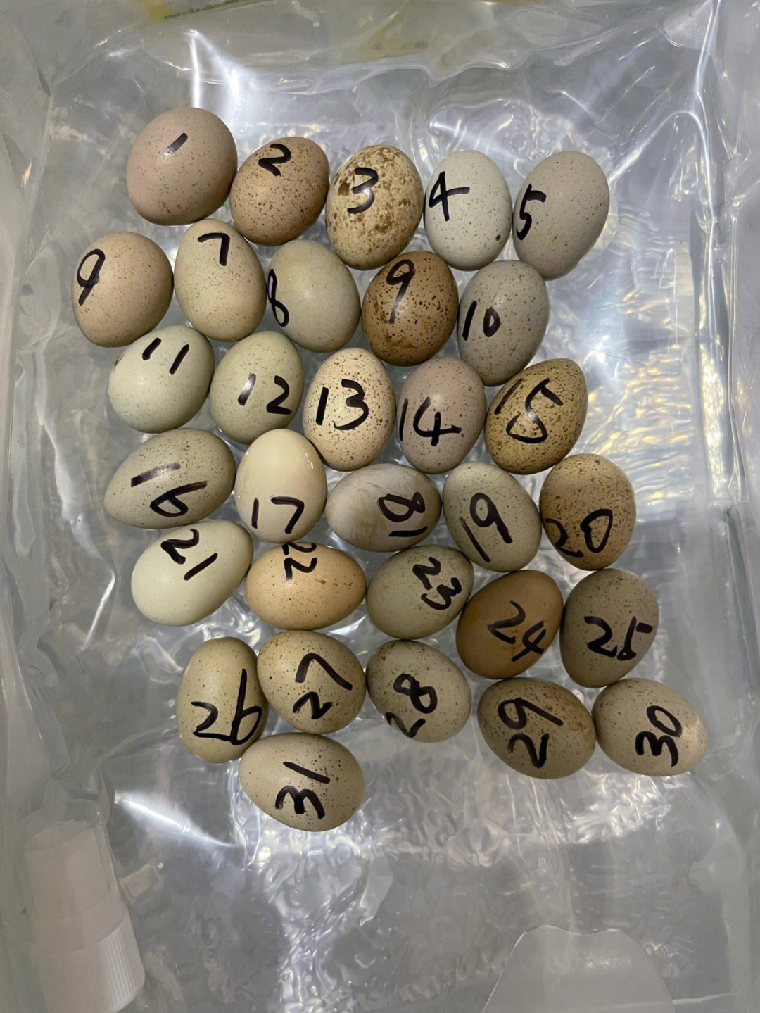芦丁鸡孵化10天照蛋图图片