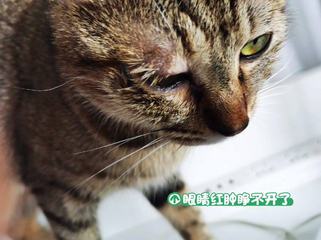 猫猫眼睛发炎怎么办