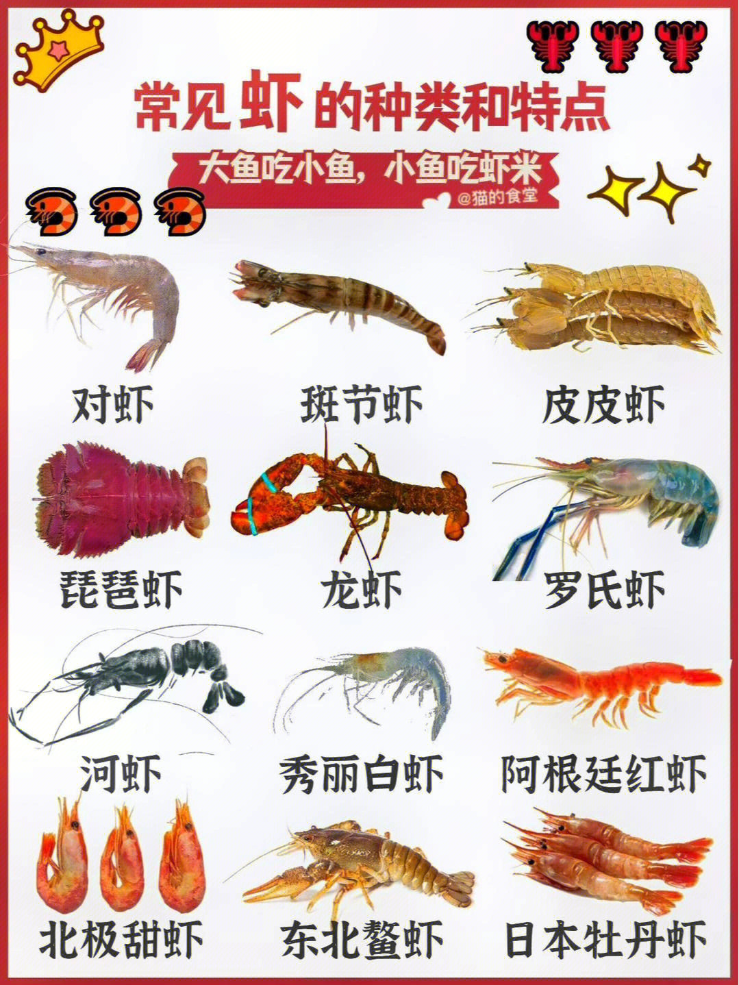 08科普常见虾的种类和特点60