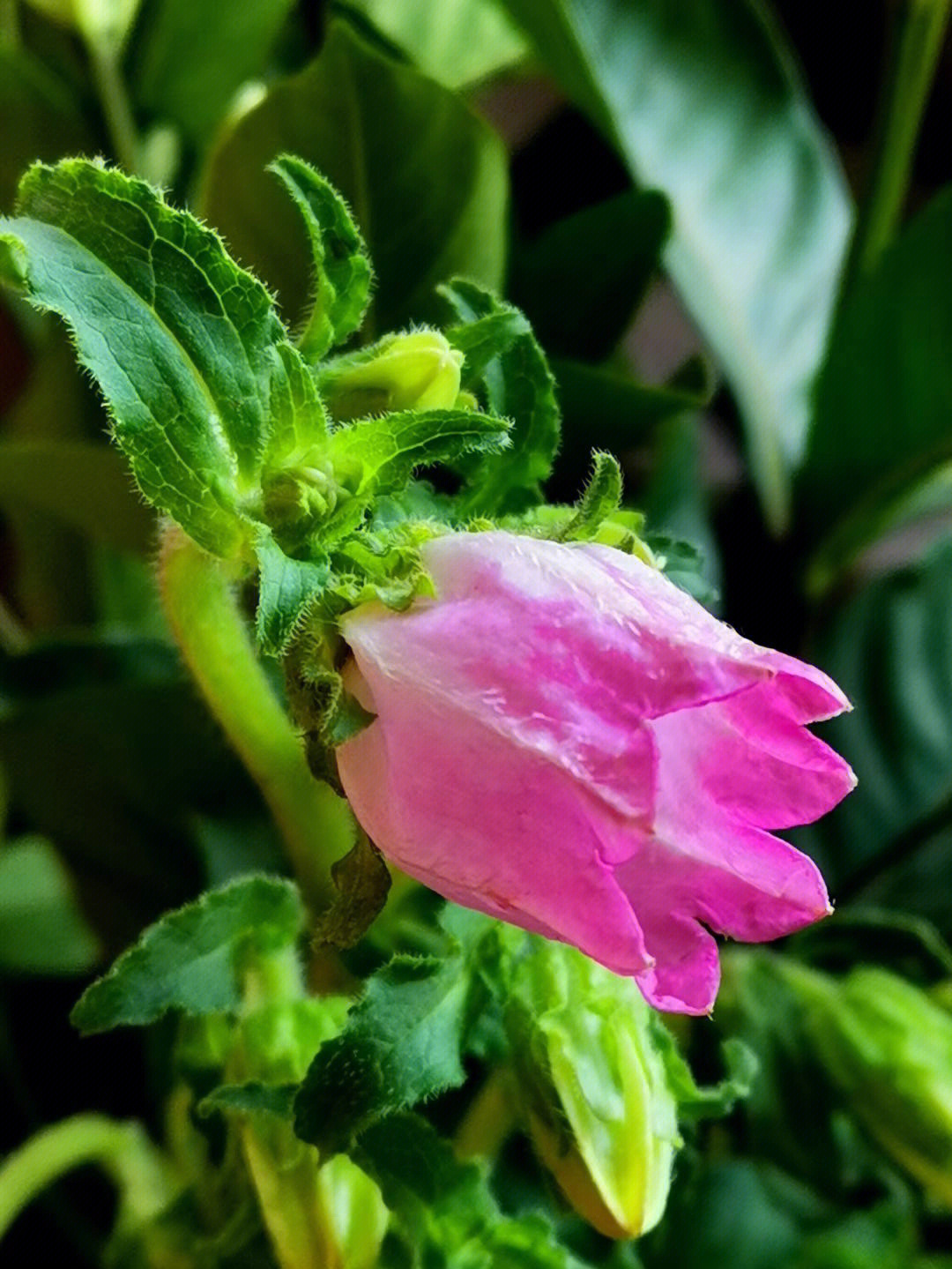 粉色风铃草的花语图片