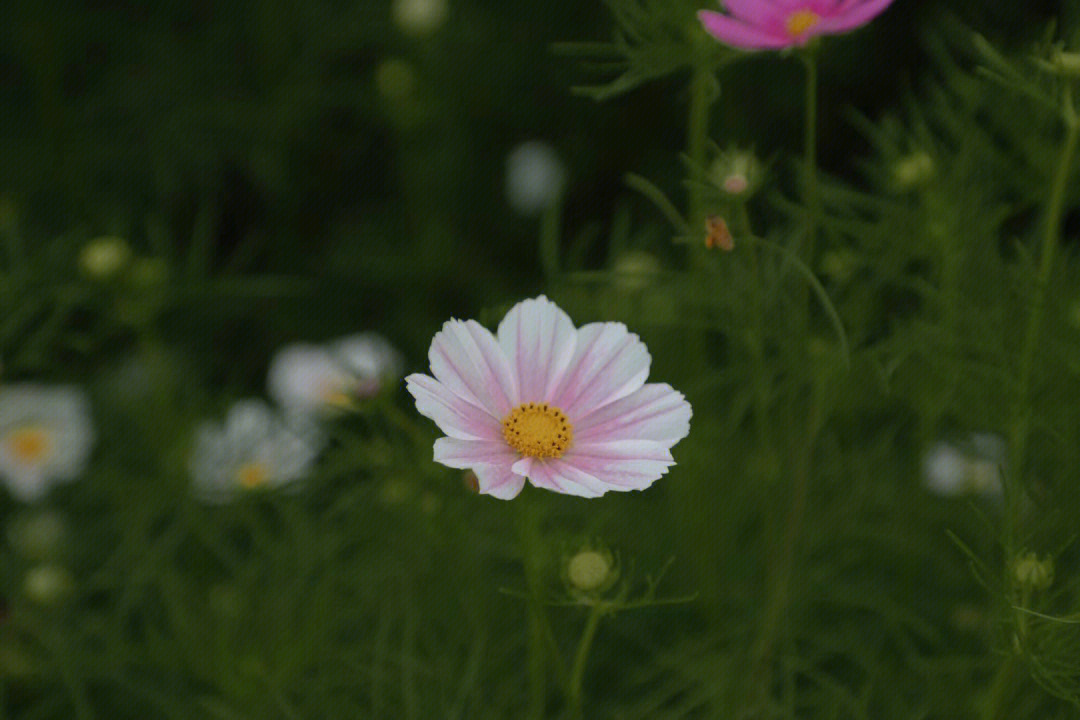 八瓣格桑花的新生图片