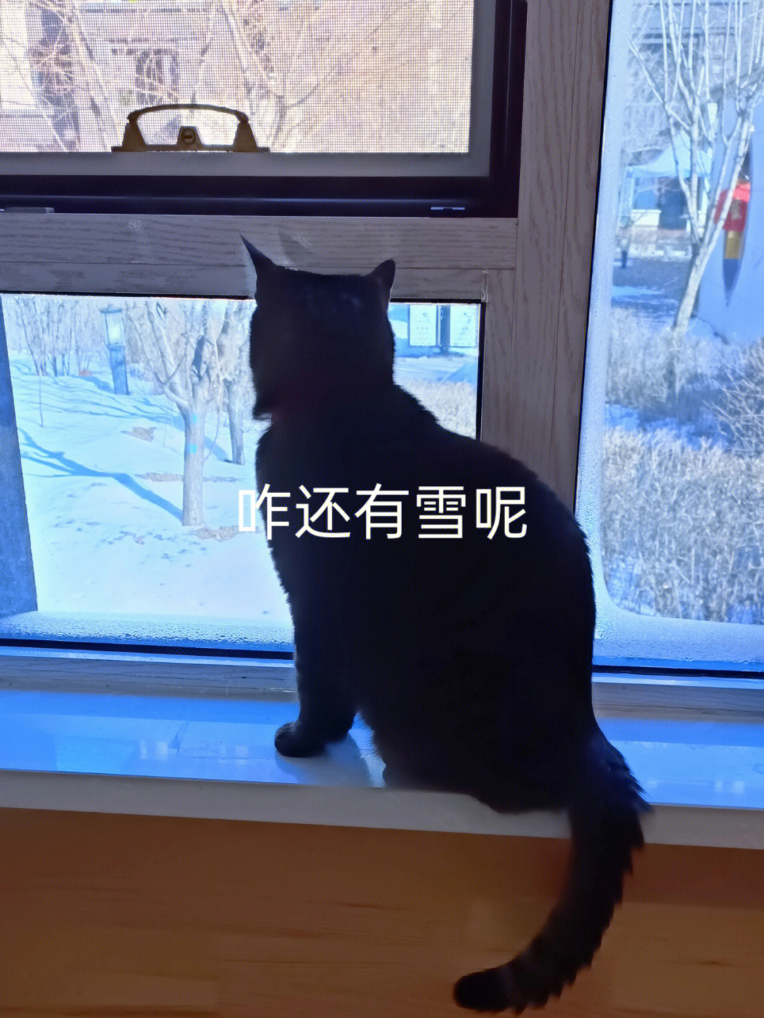 中华狸花猫一一最丑的黑胡来 了  想要出去玩,可天还是冷,算了,睡觉