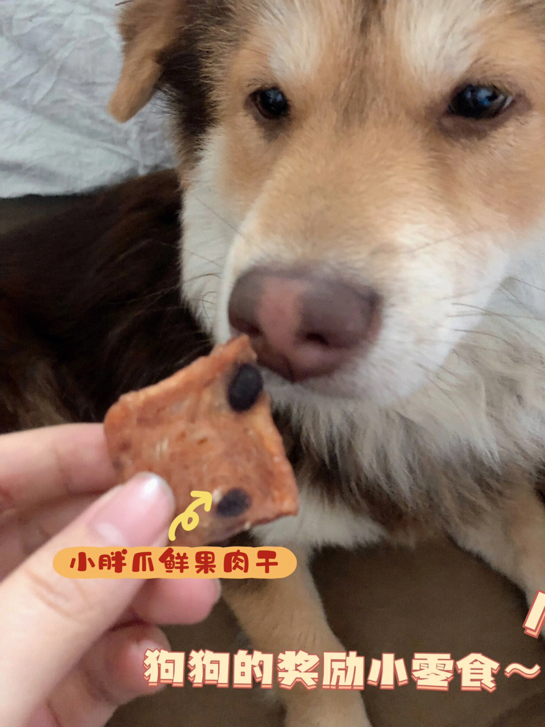 乖狗狗的奖励小零食