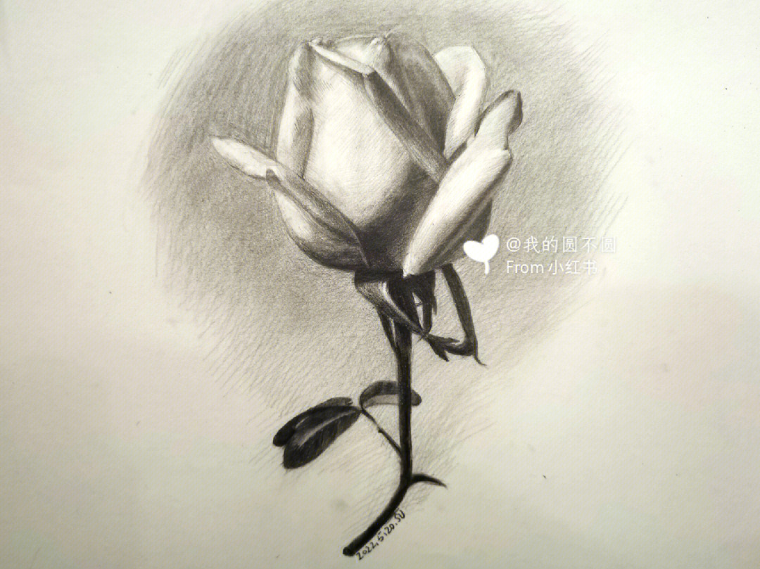 玫瑰花的素描画法20步图片