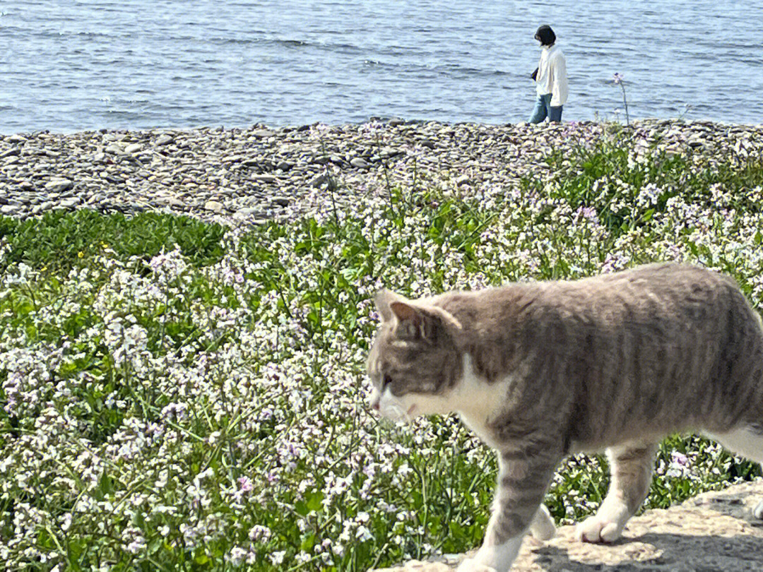 猫猫岛相岛旅行日记