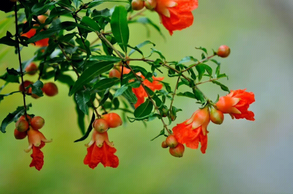 石榴花开花的样子图片