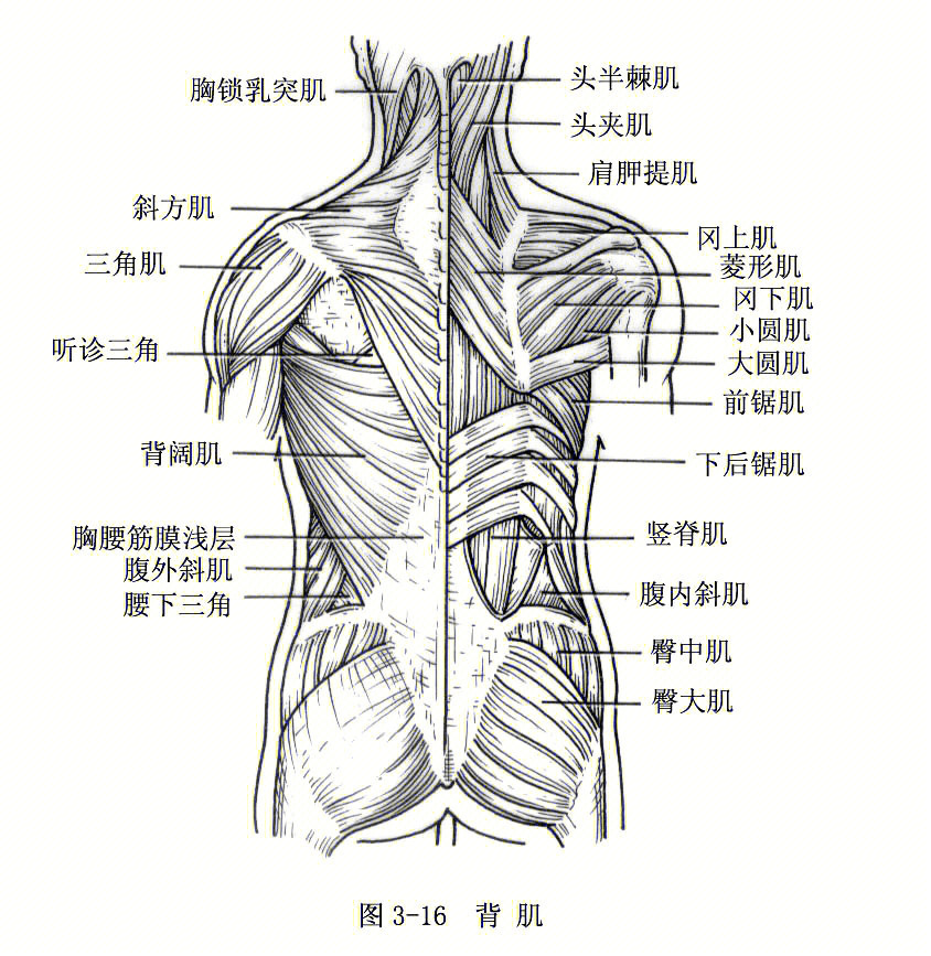 系统解剖学重点必考图图片