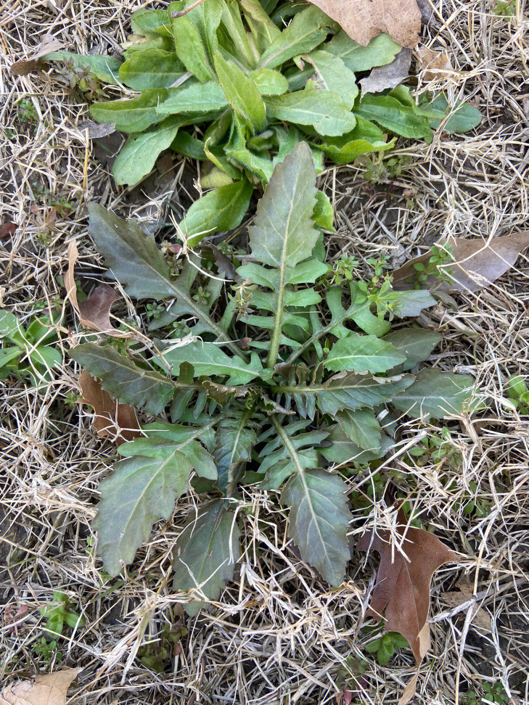 芥菜和荠菜的区别图片