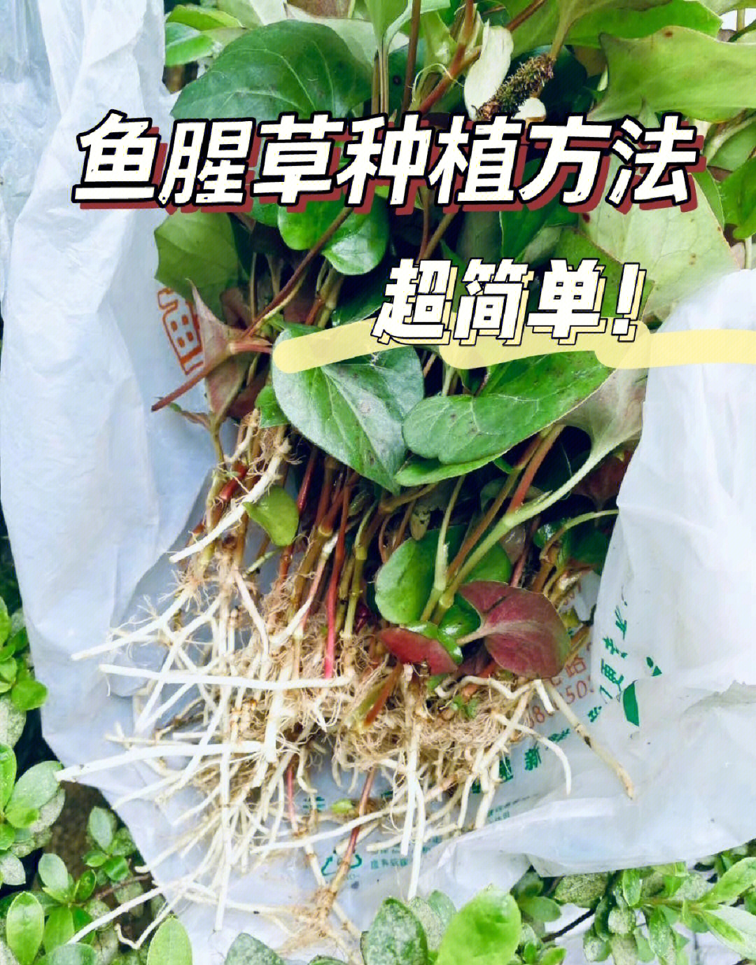 鱼腥草水培种植方法图片